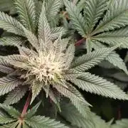 120x120 with clones