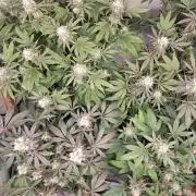 120x120 with clones