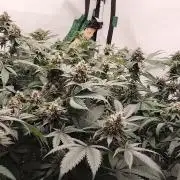 120x120 with clones