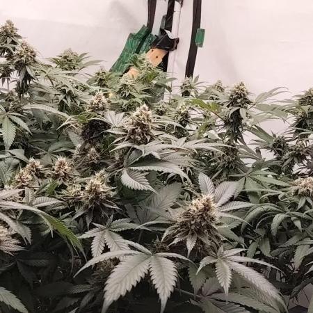 120x120 with clones