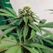 120x120 with clones