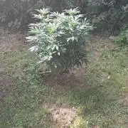 outdoor 2026