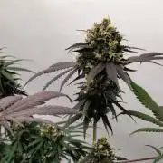 120x120 with clones