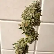 120x120 with clones