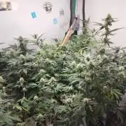 120x120