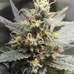 New grower new strains