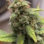 New grower new strains