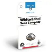 Automatic Seeds by White Label