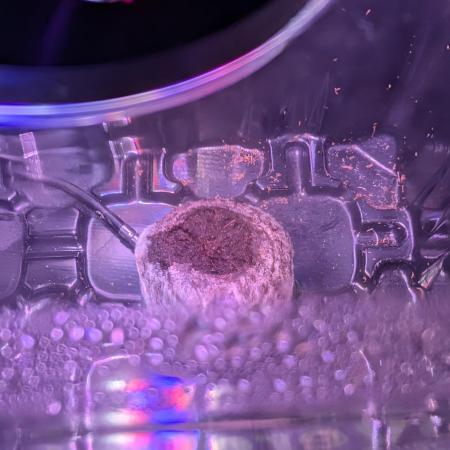 Gorilla Melon Pringlescup