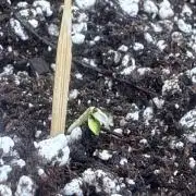 Wedding Cake-Seedman