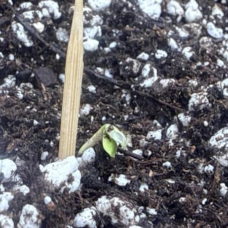 Wedding Cake-Seedman