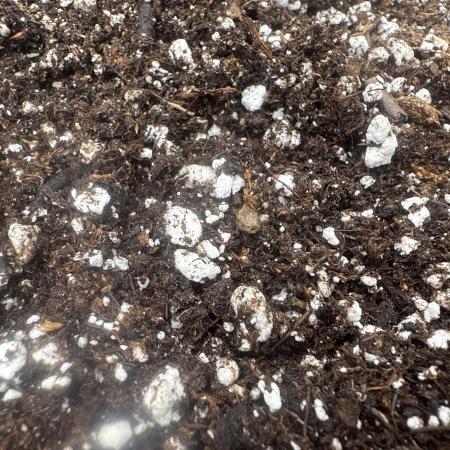 Gorilla Z- FastBuds420