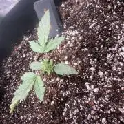 1ST Grow