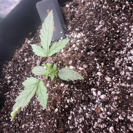 1ST Grow