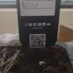 Birthday Grow Gorilla, zUP