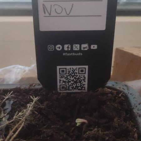 Birthday Grow Gorilla, zUP