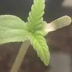 Birthday Grow Gorilla, zUP