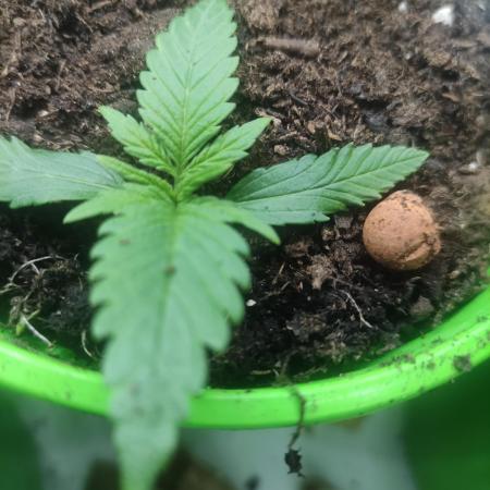 Birthday Grow Gorilla, zUP