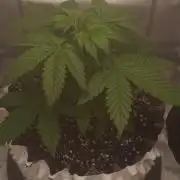 Banana Purple Punch - FastBuds autumn