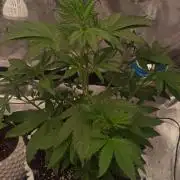 Honey Peach - Sweet CBD