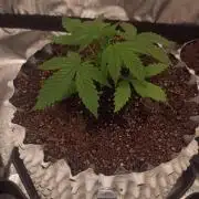 Banana Purple Punch - FastBuds autumn