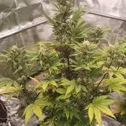 Banana Purple Punch - FastBuds autumn