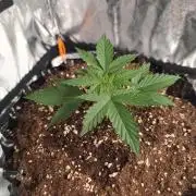 Break-up Cake AUTO 2x - beginner grow