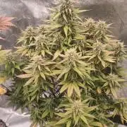 Lemon Cherry Cookies - FastBuds autumn