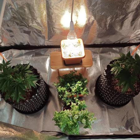 Break-up Cake AUTO 2x - beginner grow
