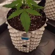 Banana Purple Punch - FastBuds autumn
