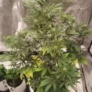 Honey Peach - Sweet CBD