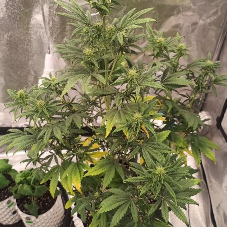 Honey Peach - Sweet CBD