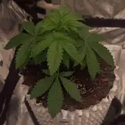 Lemon Cherry Cookies - FastBuds autumn