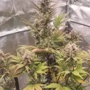 Banana Purple Punch - FastBuds autumn