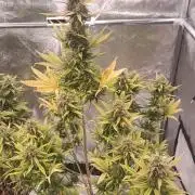 Honey Peach - Sweet CBD