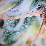 Break-up Cake AUTO 2x - beginner grow