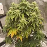 Lemon Cherry Cookies - FastBuds autumn