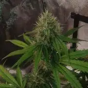 Break-up Cake AUTO 2x - beginner grow