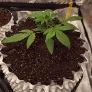Honey Peach - Sweet CBD