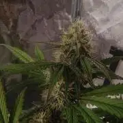Break-up Cake AUTO 2x - beginner grow