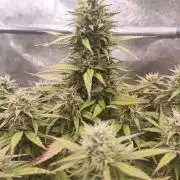 Lemon Cherry Cookies - FastBuds autumn