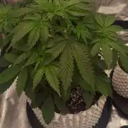 Lemon Cherry Cookies - FastBuds autumn