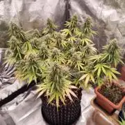 Break-up Cake AUTO 2x - beginner grow