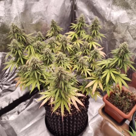 Break-up Cake AUTO 2x - beginner grow