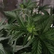 Break-up Cake AUTO 2x - beginner grow