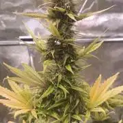Honey Peach - Sweet CBD
