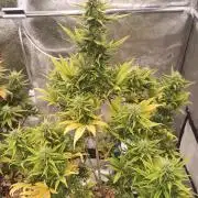 Honey Peach - Sweet CBD