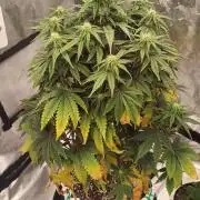 Lemon Cherry Cookies - FastBuds autumn