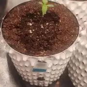 Lemon Cherry Cookies - FastBuds autumn