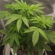 Banana Purple Punch - FastBuds autumn